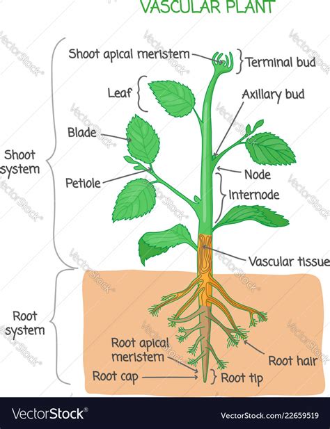 vascular plant意思|Plant